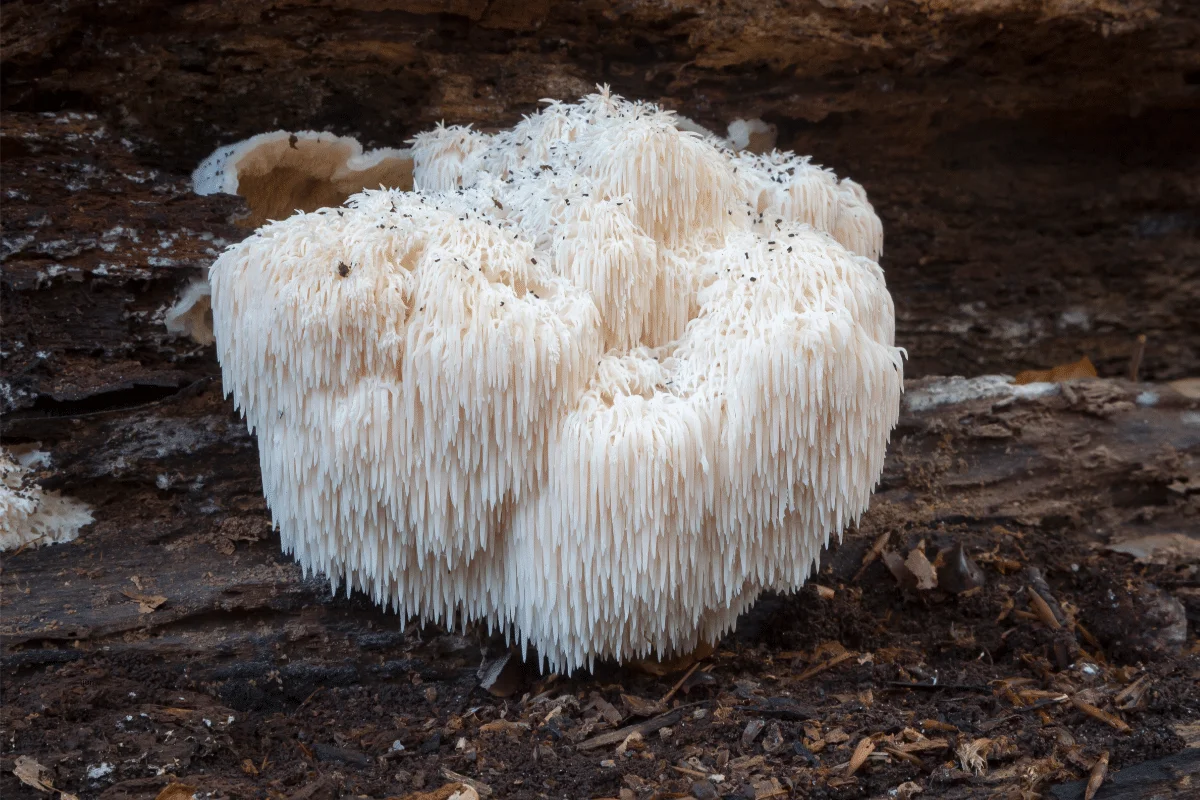 Hericium erinaceus, Lion’s Mane